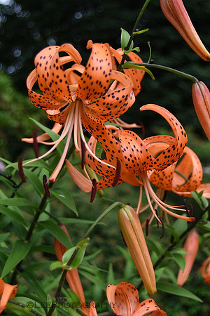 Tiger Lilies