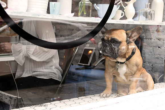 Doggie In The Window