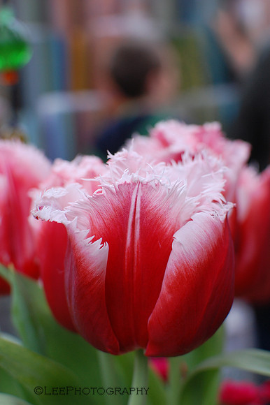 Parrot Tulip