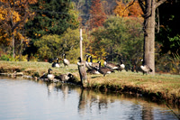 Geese By Pond