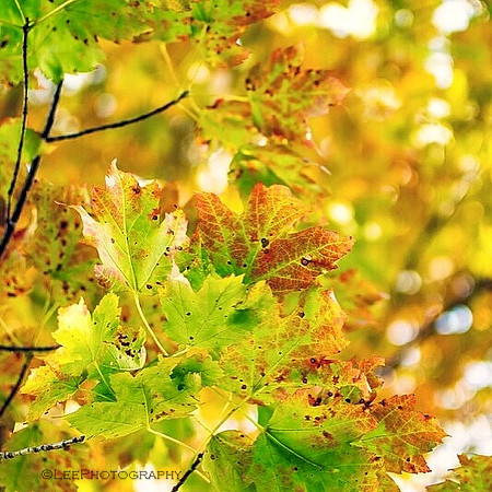 Maple tree leaves