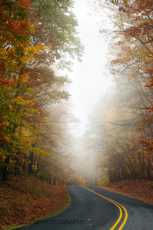 Fog in fall