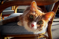 Sandy, The Friendly Cat