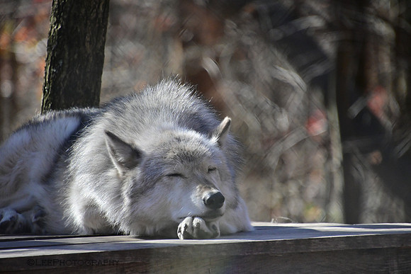 Lakota Wildlife Preserve
