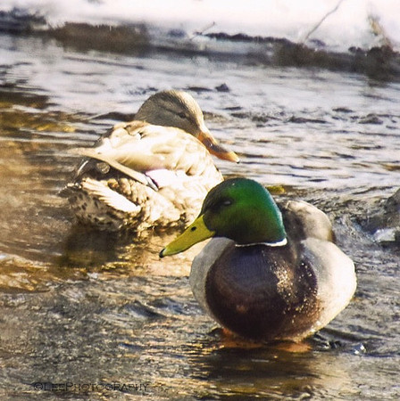 duck