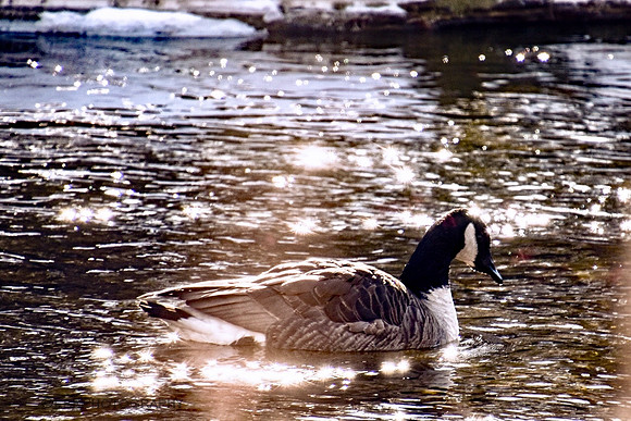 goose in winter