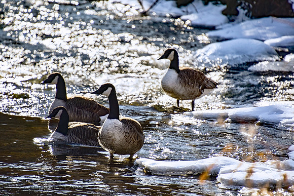 Gaggle of geese