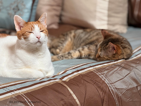 Happy Cats