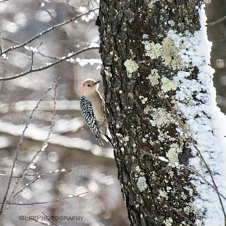 Woodpecker