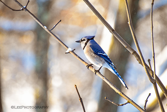 Bluejay Returns