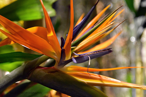 Flora