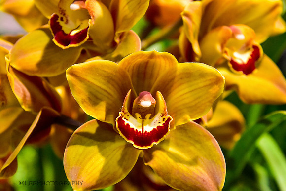 Flora