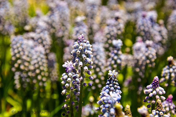 Flora