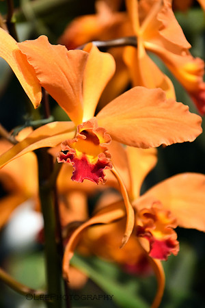Flora