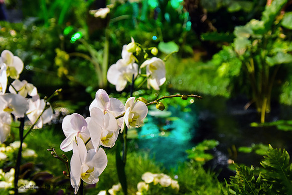 Flora