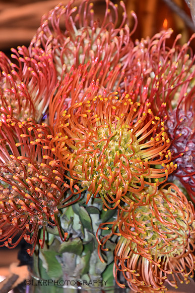 Flora