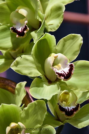 Flora
