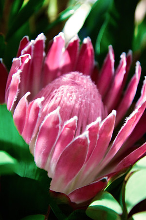 Flora