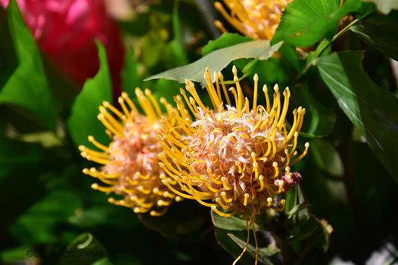 Flora