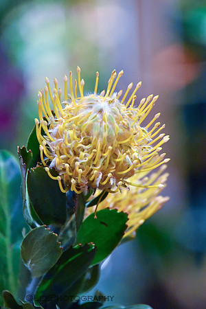 Flora