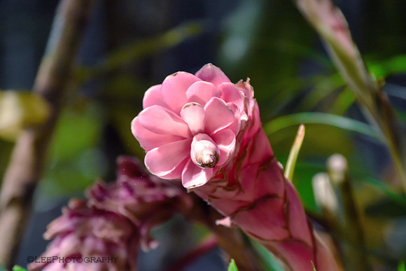 Flora