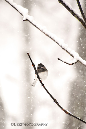 One Snowy Junco