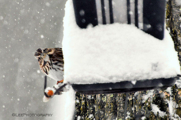 Sparrow Plays Peek-A-Boo