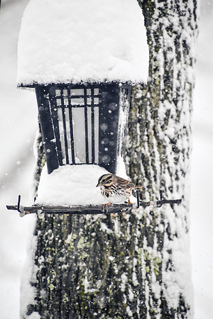 Snowy Sparrow