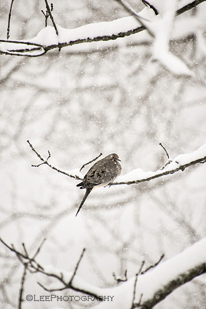 Mourning Dove in Snow