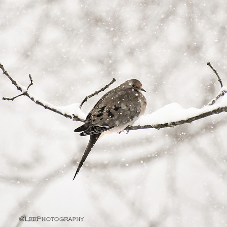 Mourning Dove in Snowstorm (Crop)