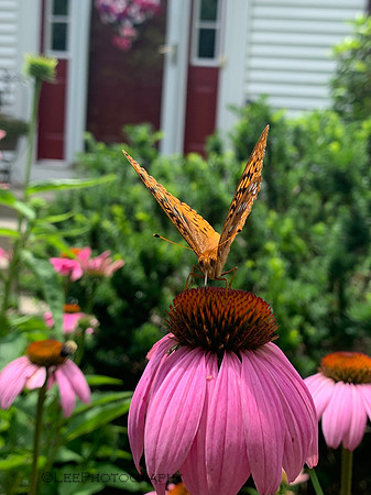Painted Lady Butterfly