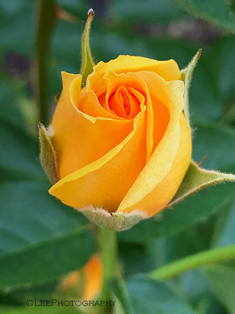 Yellow Rose