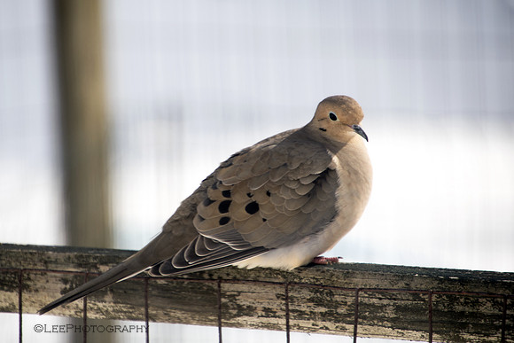 Mourning Dove pose 3