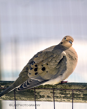 Mourning Dove pose 4