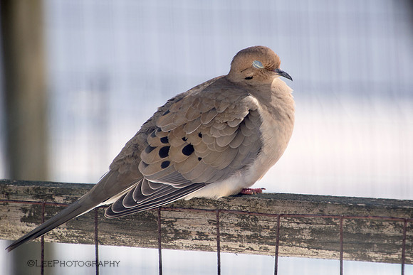 Mourning Dove pose 2