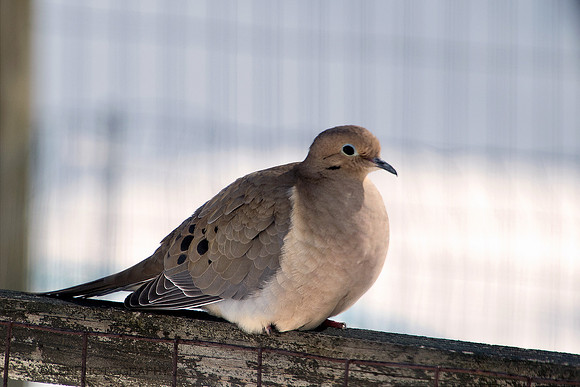 Mourning Dove pose 1