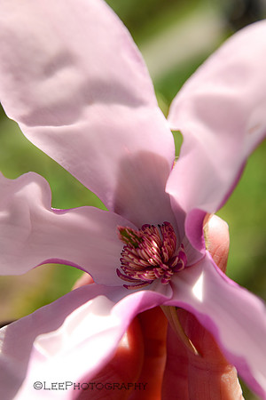 Magnolia Blossoms