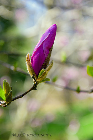 Magnolia Blossoms