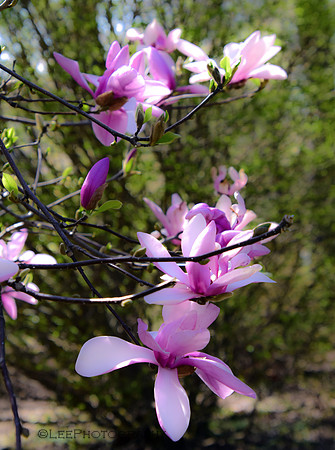Magnolia Blossoms