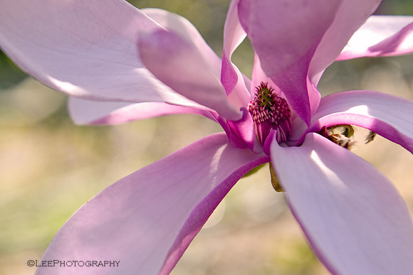 Magnolia Blossom