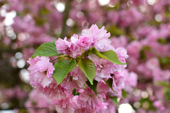 Flowering Cherry Blossoms