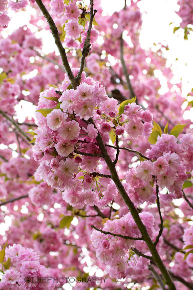 Flowering Cherry Blossoms