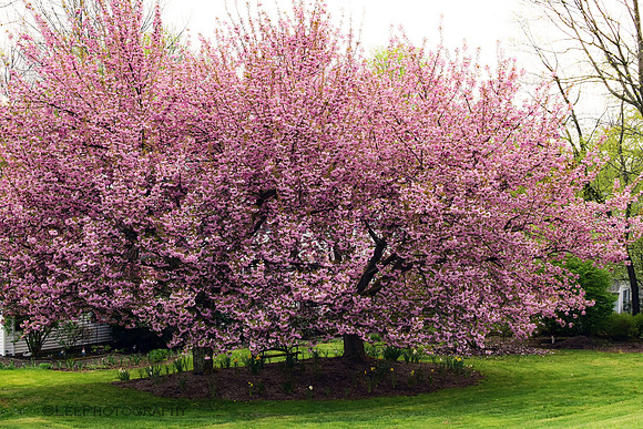 Kwanzan Flowering Cherry