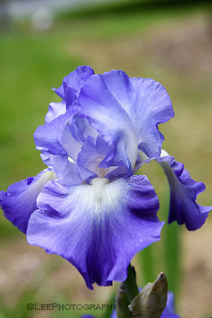 Iris, Purple and White