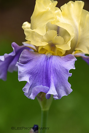 Bi-Color Yellow/Purple Iris
