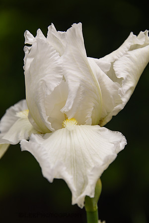 Iris, 'Immortality' opening