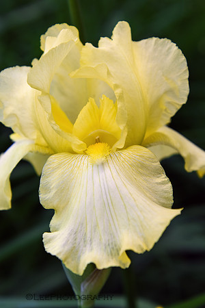 Lemon Yellow Iris