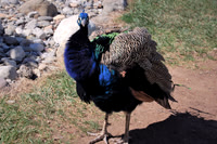 Peacock