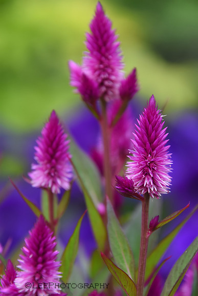 Exotic Flowers