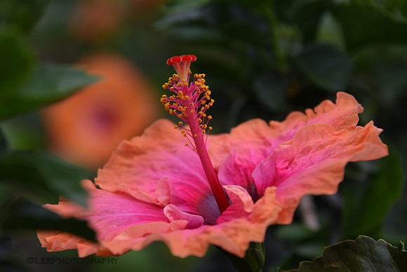 Exotic Flowers